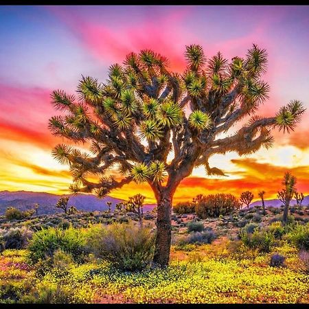 Desert Dusk Joshua Tree Extérieur photo